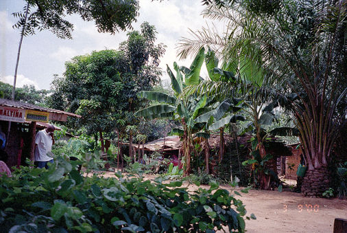 Locazione Ristorante nella foresta e produzione Palm Wine