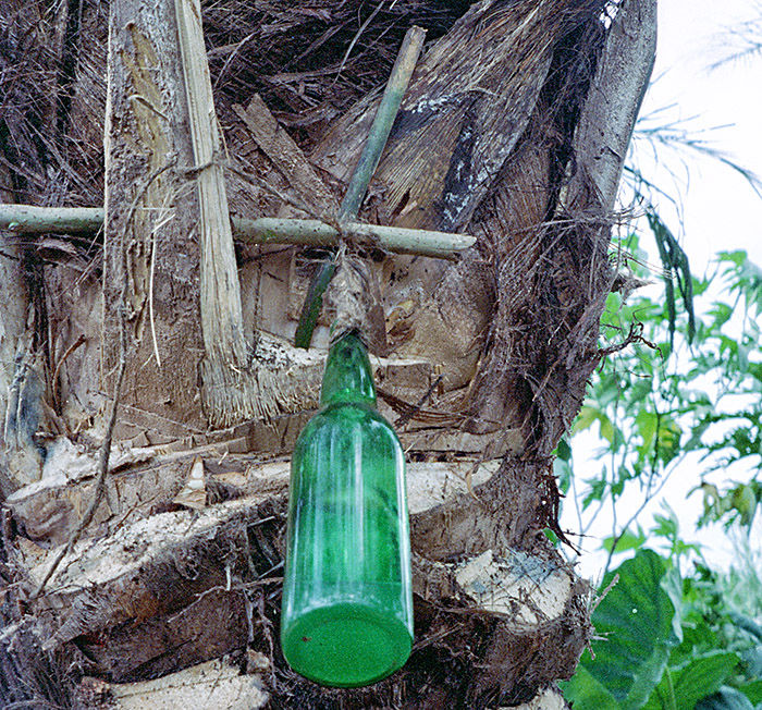 Produzione Palm Wine raccolto nella bottiglia