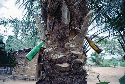 Produzione Palm Wine