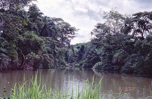 Ristorante nella foresta fiume origine del pesce