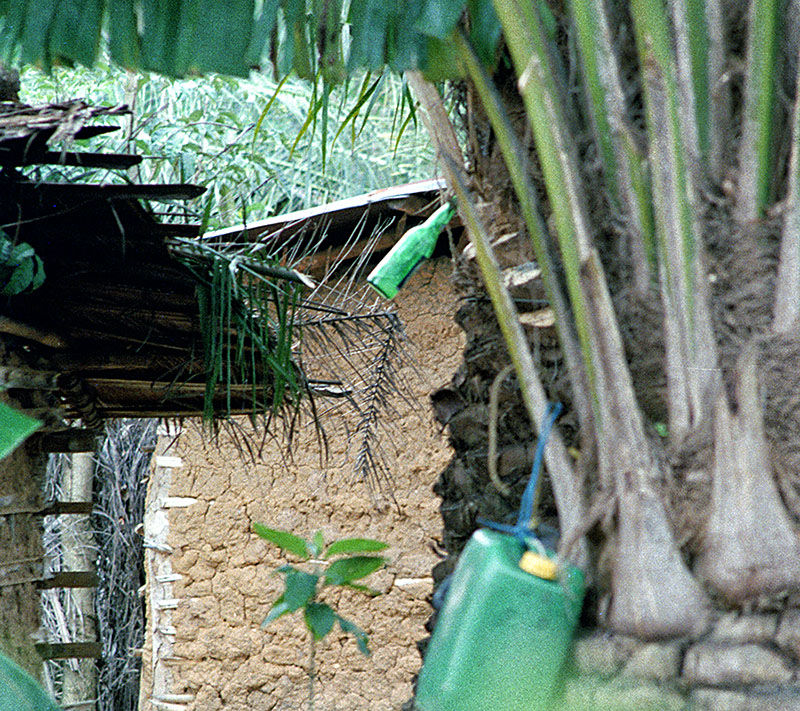 Produzione Palm Wine