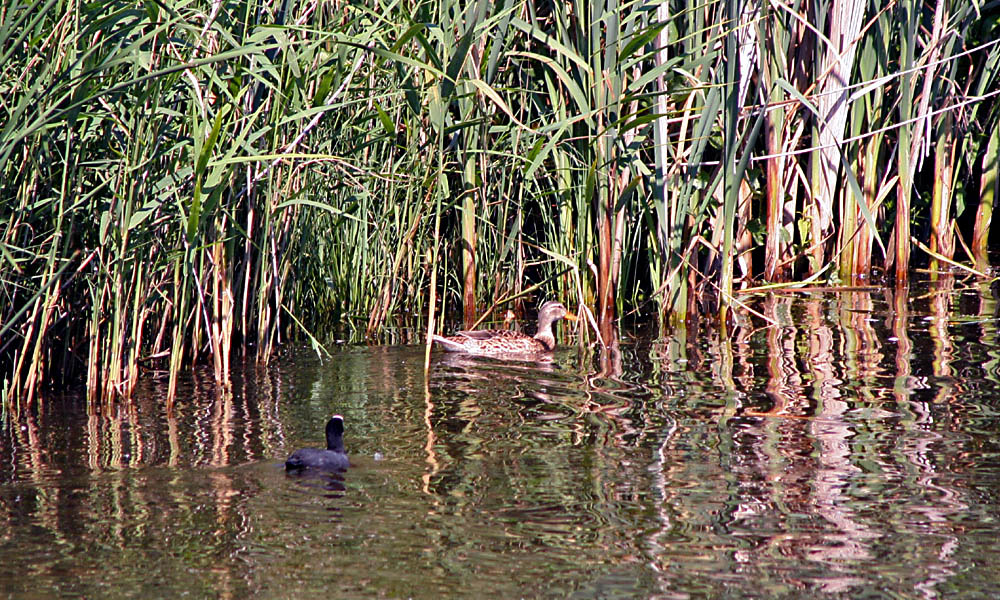 Anatra selvatica e Folaga