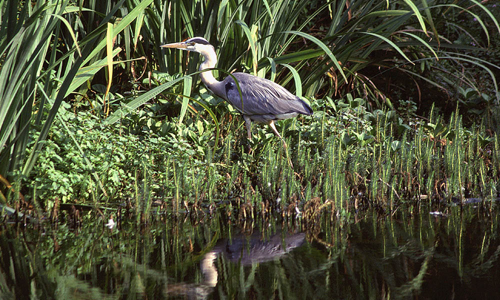 Airone cinerino