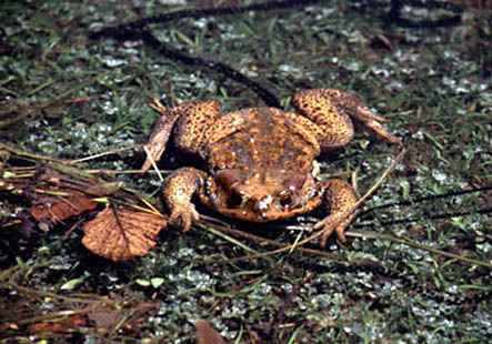 Tra gli anuri (anfibi privi di coda nello stadio adulto) oltre al rospo (Bufo bufo Linnaeus, 1758