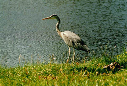 Aurone cinerino