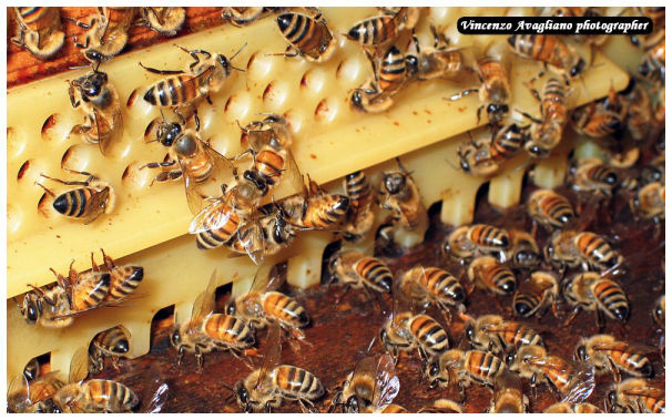 Giunta all'alveare, l'ape bottinatrice passa il dolce fardello alle api di casa più giovani