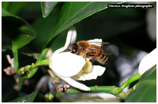 Per le piante, il nettare serve ad attirare vari insetti impollinatori