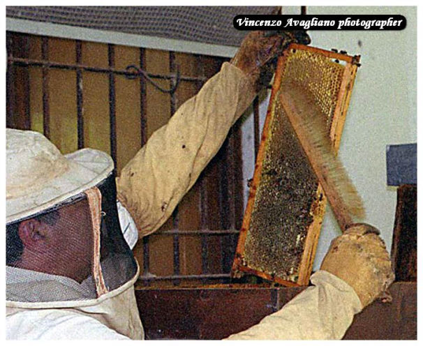 La prima operazione è quella di allontanare nel modo più delicato possibile le api dai melari
