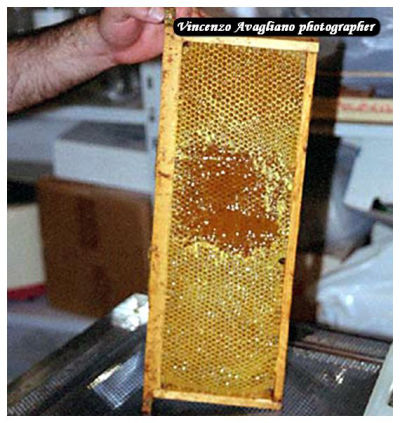 Le api accumulano il miele prodotto nei favi contenuti nei melari