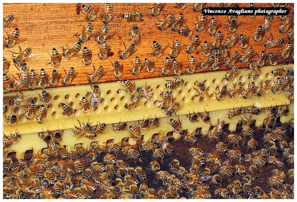 Giunta all'alveare, l'ape bottinatrice passa il dolce fardello alle api di casa più giovani.