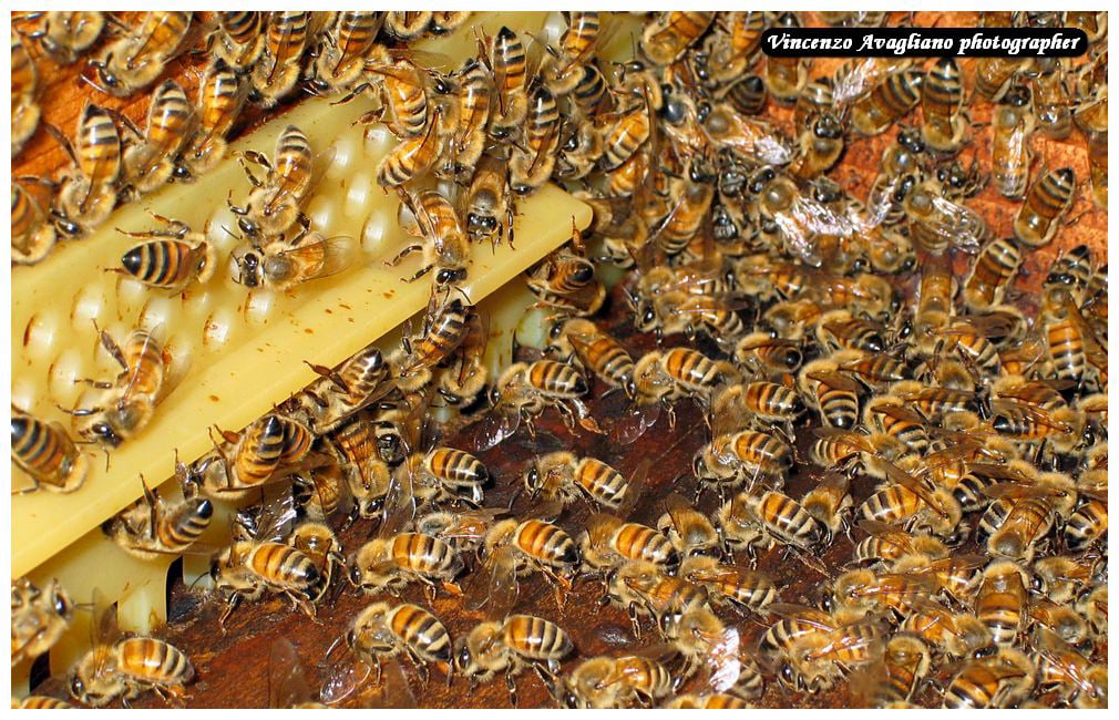 Per le piante, il nettare serve ad attirare vari insetti impollinatori