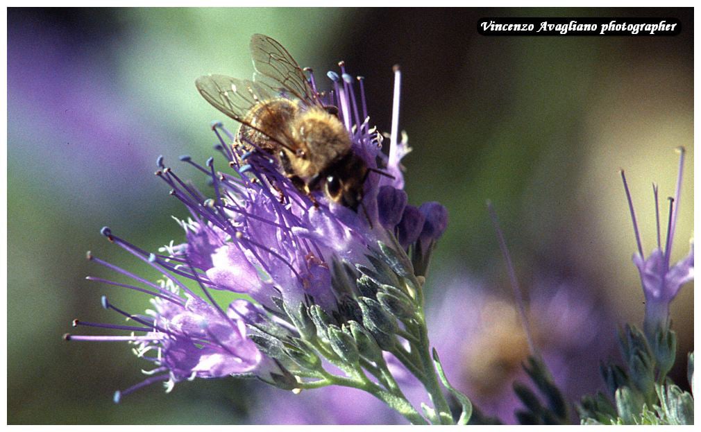 Per le piante, il nettare serve ad attirare vari insetti impollinatori