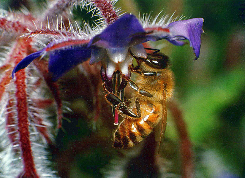 Ape su fiore di Borragina