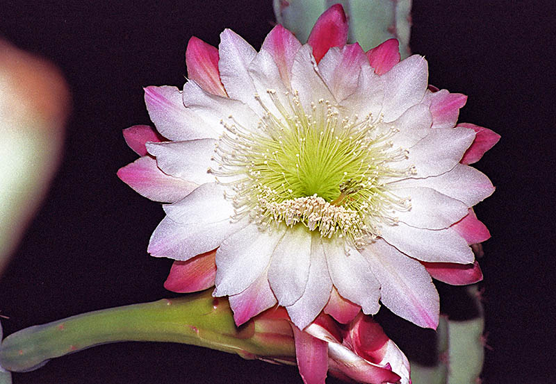 Fiore di Cactus