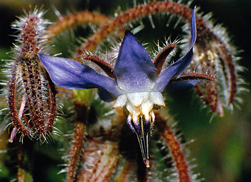 Fiore di Borragine