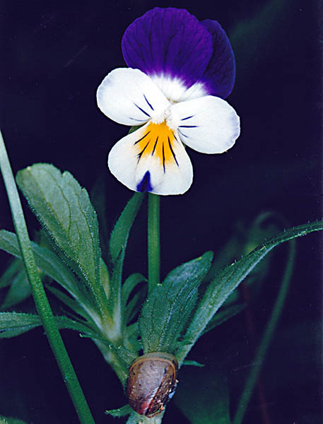 Viole del Pensiero o Pansè e lumaca