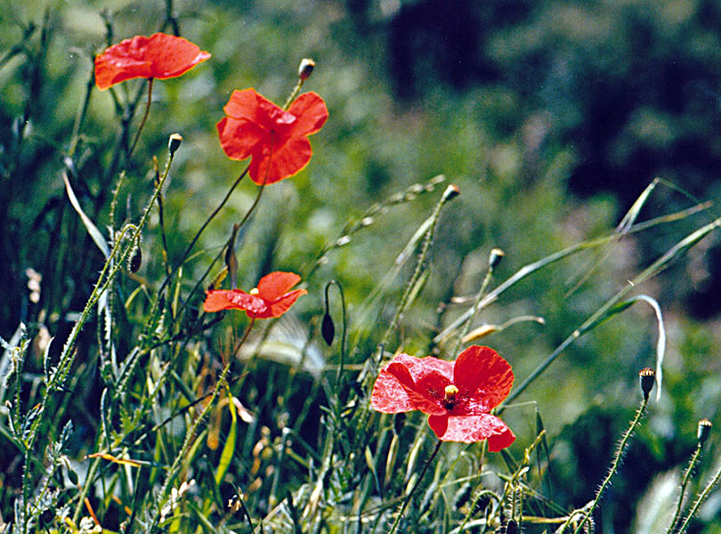 Papaver rhoeas comunemente noto come Papavero rosso o rosolaccio
