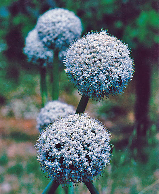 Fiore di cipolla