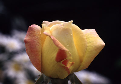 Rosa Peccato di Gioia