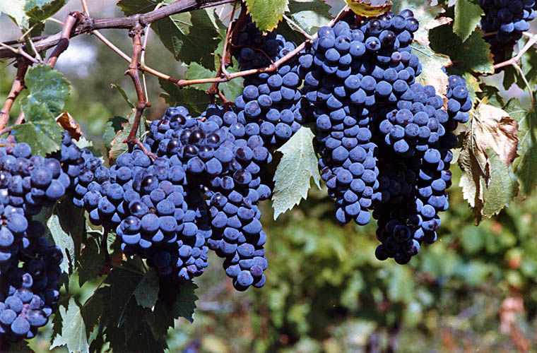 Uva pronta per la vendemmia