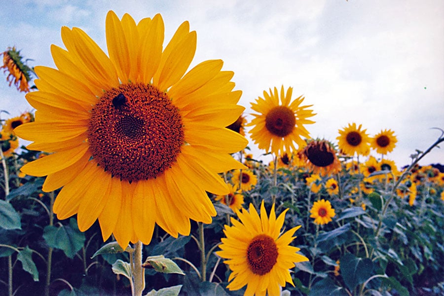 Piantagione di Girasoli nella Campagna francese.