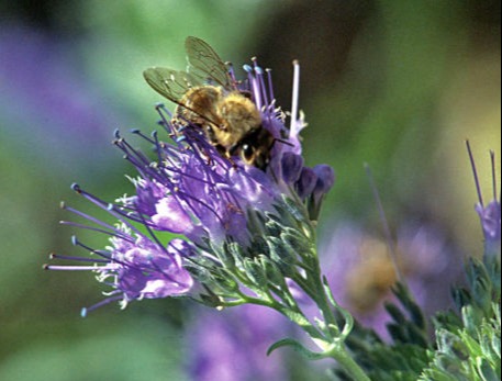 Api su fiore Ungheria